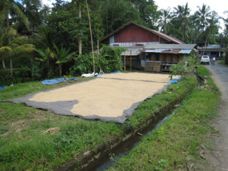 Bali - Drogen van rijst