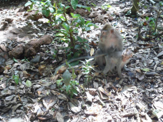 Monkey Forest - Monkeys at the monkey forest