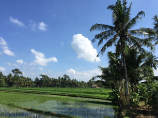Indonesie - Ubud