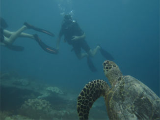 Indonesie - Duiken op Gili Trawangan