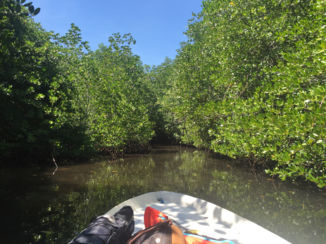 Indonesie - Mangrove Nusa Lembongan