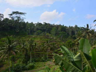 Indonesie - De prachtige rijstvelden van Bali.