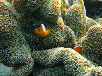 USS Liberty Shipwreck - Nemo!