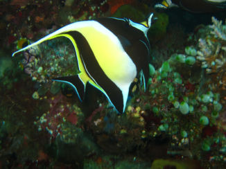 USS Liberty Shipwreck