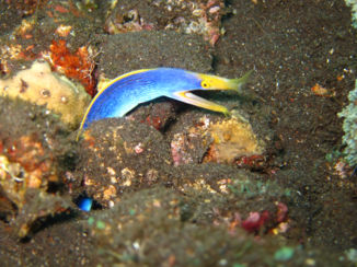 USS Liberty Shipwreck
