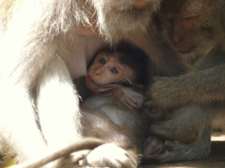 Ubud - Monkey Forest