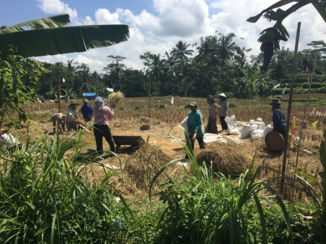 Indonesie - Working people Rice terrace