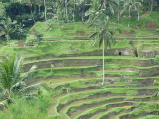 Indonesie - Rijstterassen