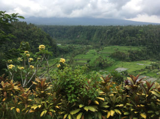 Bali - Rijstvelden Oost-Bali.