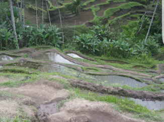 Indonesie - Ubud rijstvelden