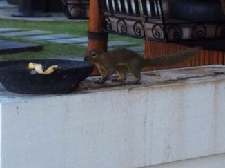 Indonesie - Spotted a little squirrel