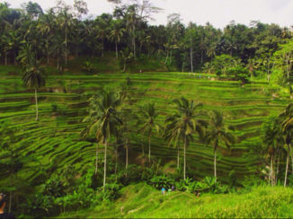 Indonesie - Rijstveld op Bali