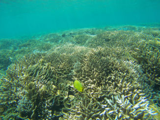 Indonesie - snorkling