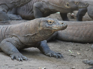 Indonesie - Komodovaraan