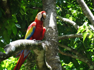 ANWB Vakantie - Tikal