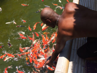 Indonesie - hongerige Koi Karpers