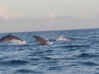 Bali - Dolfijnen in bali