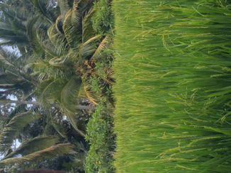 Bali - Rijstenvelden