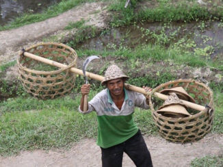 Bali - Rijst terrassen Bali