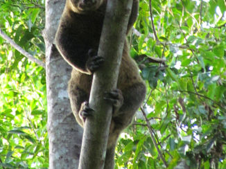 Sulawesi - beerkoeskoes