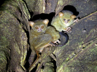 Sulawesi - Tarsius Tarsies of Celebes spookdiertje