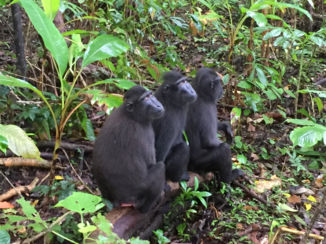 Sulawesi - zwarte kuifmakaken