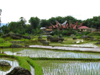 Sulawesi - Typisch Toraja dorpje in rijstvelden