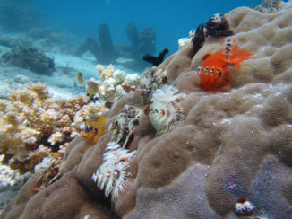 Indonesie - Togian Islands under water