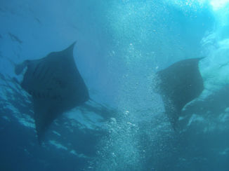 Indonesie - MANTA MANTA, Diving Nusa Lembongan