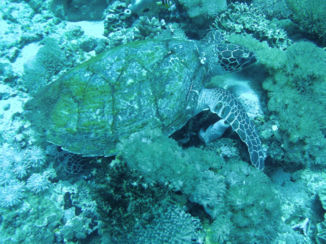 Indonesie - Turtle, Diving Nusa Lembongan