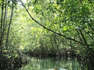 Indonesie - Mangrove tour, Nusa Lembongan