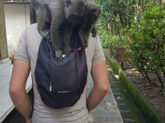 Rondreis Bali & Lombok - Apen pakken alles wat ze willen