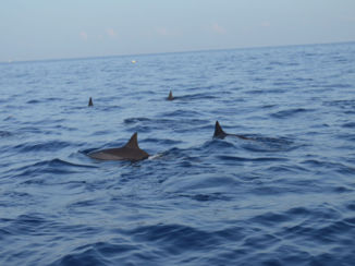Indonesie - Dolfijnen in Lovina