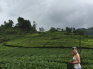 Indonesie - Thee plantages in Bandung
