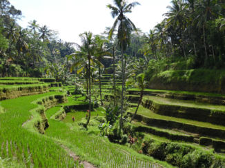 Bali - Tegalalang