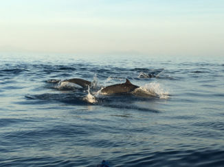 Indonesie - Dolfijnen spotten Lovina