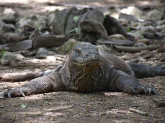 Labuan Bajo - Komodo dragon