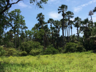 Baluran National Park - Jungle