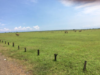 Baluran National Park - Safana
