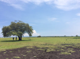 Baluran National Park - Boompje