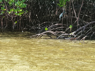 Indonesie - Mangrove op bali
