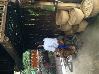 Bali - koffieplantage