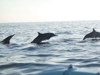 Bali - Beautiful dolphins