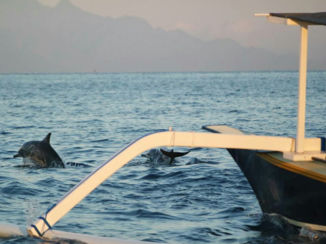 Bali - Dolphins