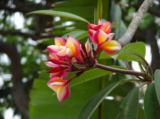 Kuta - Frangipani