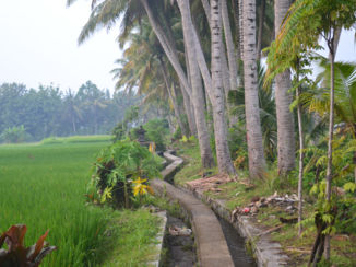 Bali - Rijstvelden