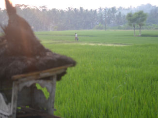 Bali - offerhuisje in Ubud
