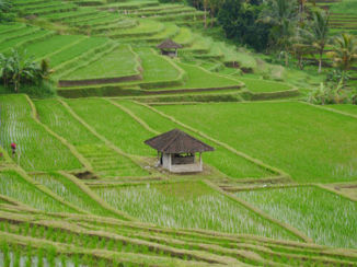 Bali - Jatiluwah rijstvelden
