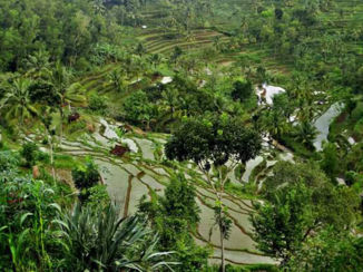 Indonesie - Rijstvelden