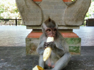 Bali - Monkey Forest in Ubud